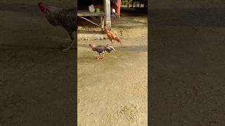 Download lagu Bangkok & kampung #shorts #ayambangkokindonesia #ayambangkok #ayamaduanindonesia mp3 Download lagu Bangkok & kampung #shorts #ayambangkokindonesia #ayambangkok #ayamaduanindonesia mp3