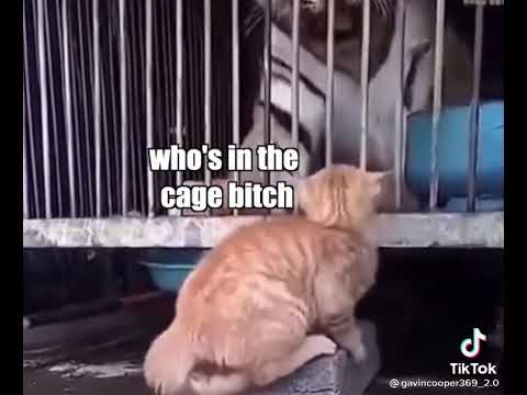 cat slapped tiger