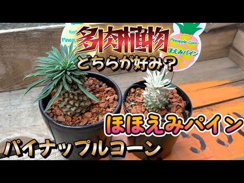 パイン 植物