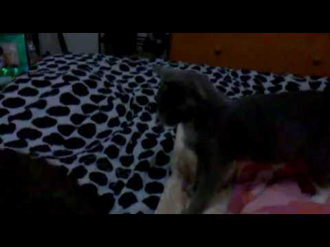 Natasha molestando a Berlioz :P