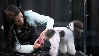 Sue Zecco Mini Poodle Demo Part 1