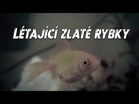 Létající zlaté rybky | Gilbert Keith Chesterton | DETEKTIKA