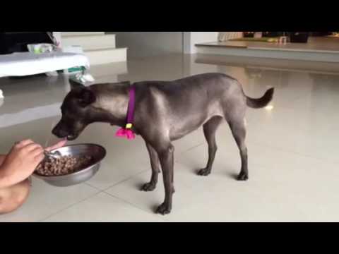 Adopt Mary's Dogs - Zeena no food aggression