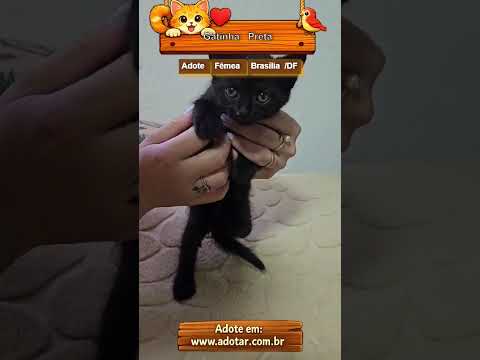 Vídeo de Gatinha Preta