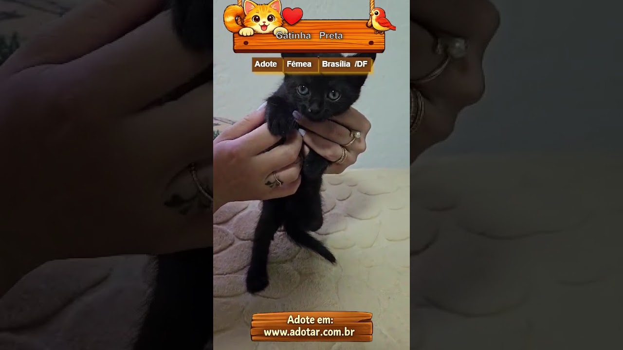Gato raça SRD-ViraLata idade Abaixo de 2 meses nome Gatinha Preta