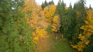 #fpv #drone autumn vibes