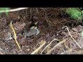 Eliminating the Hidden In-Ground Yellow Jacket Nest in Lincroft, NJ