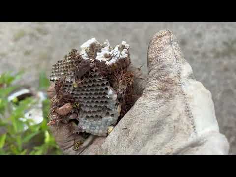 Eliminating the Hidden In-Ground Yellow Jacket Nest in Lincroft, NJ