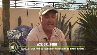 Brome Bird News S6:E02 - DIY Weather Guards, Deterring Ravens, American Robins