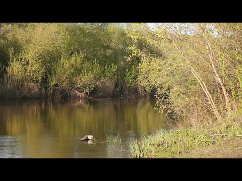 Psalm 7 Audiobook with Nature Sounds (Treasury of David by Spurgeon)