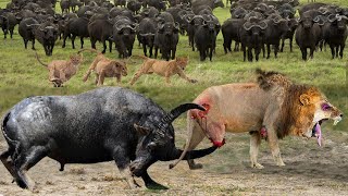 Angry Buffalo Herd Kill Lion Cubs in Front of The Mother Lioness | Buffalo Take Down Lion With Horns