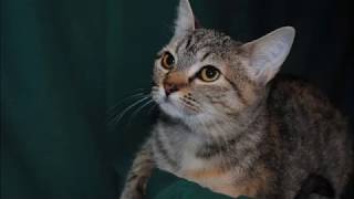 "Farewell To Tinkerbell" by Edwin McCain