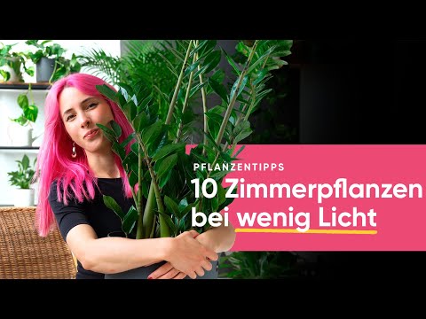 10 plants that survive in dark rooms with little light | feey 🌱