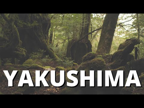 YAKUSHIMA The island of the Millennial Cedars