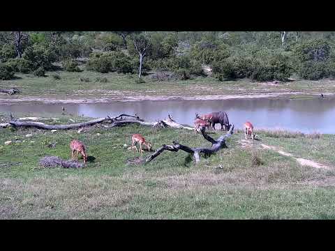 Djuma: Lone Nyala female grazing near Wildebeest bull and Impala rams - 14:34 - 11/16/2022