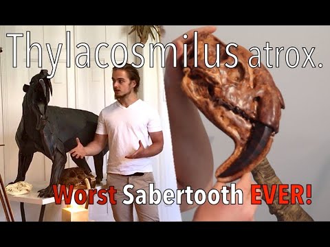 Thylacosmilus atrox. The Marsupial Sabertooth.