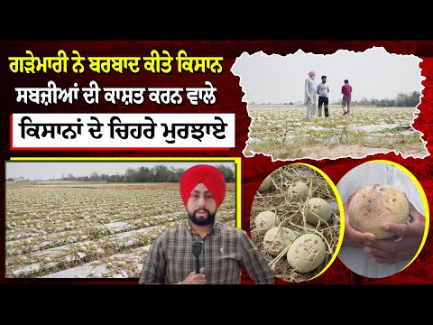 ਗੜੇਮਾਰੀ ਨੇ ਬਰਬਾਦ ਕੀਤੇ ਕਿਸਾਨ - ਸਬਜ਼ੀਆਂ ਦੀ ਕਾਸ਼ਤ ਕਰਨ ਵਾਲੇ ਕਿਸਾਨਾਂ ਦੇ ਚਿਹਰੇ ਮੁਰਝਾਏ