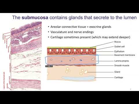 Ch25 (slides 1-16) - Respiratory System - Nasal Cavity through Nasopharynx