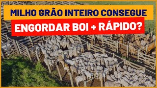 MILHO GRÃO INTEIRO ENGORDA BOI mais rápido do que MILHO MOÍDO?