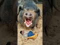 Funny Vfx Video Shorts