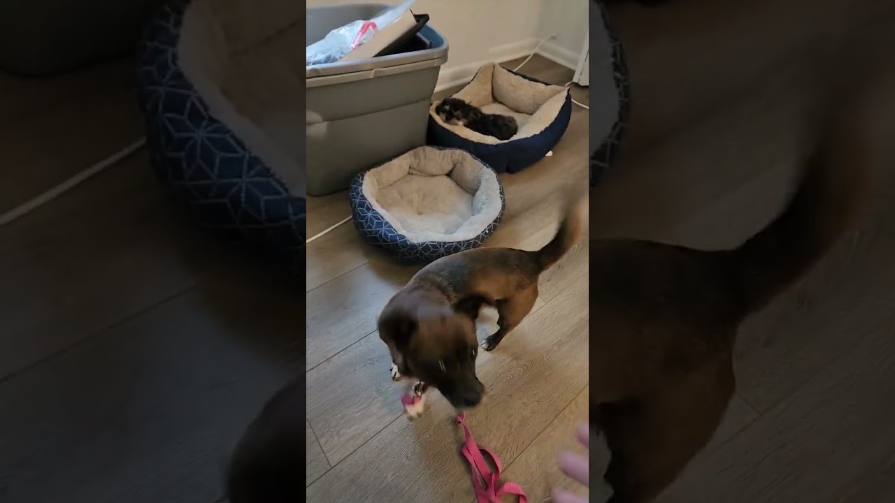 Enlarge Sweetie (I have a video!), an adopted mixed breed in Columbia, MD video 4/4