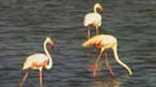 Bird Life in Wild Ass Sanctuary, Rann of Kutch