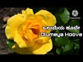 Olumeya Hoove ಒಲುಮೆಯ ಹೂವೇ Punarjanma P B Srinivas Jayagopal Dulal Sen Cover Song
