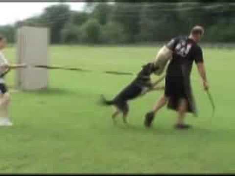 Iron Dog Schutzhund - protection with young dog