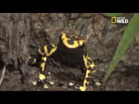 L'animal le plus toxique du monde : La grenouille de dard