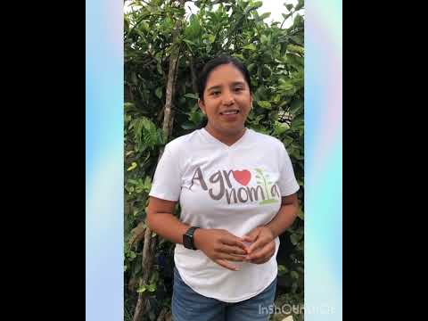 Cultivo de limon persa  Maricarmen Gómez