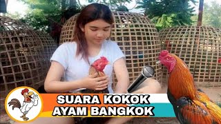Download lagu Pancingan suara ayam bangkok agar berkokok lebih cepat mp3