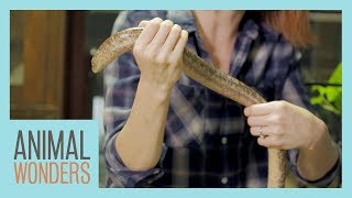 Holding A Legless Lizard by Animal Wonders