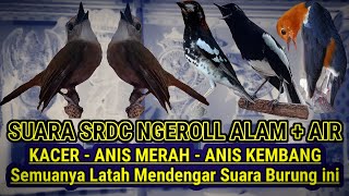 Download lagu #1 🔴 MASTERAN SRDC PALING AMPUH UNTUK BURUNG KACER, PUNGLOR, ANIS MERAH DIJAMIN NYAUT mp3
