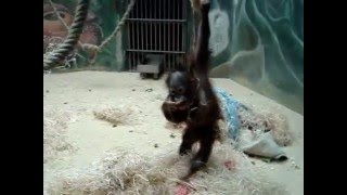 preview picture of video 'ZOO Bojnice - little orangutan KIRAN  13.2.2011'