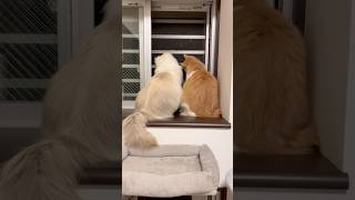 仲良しな男達 猫兄弟ライト君ゼウスちゃんです