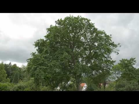 Zeitraffer Baumpflege (25fps)