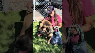 Video preview image #1 Mutt Puppy For Sale in Pasadena, CA, USA