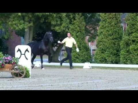 Bon Coeur v. Benetton Dream - Sandro Hit - Gestüt W.M. Hengste 2015