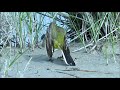 Lavandera Boyera Ibèrica Motacilla Flava