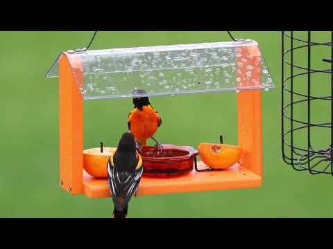 Baltimore Orioles Fighting at Our Backyard Feeder