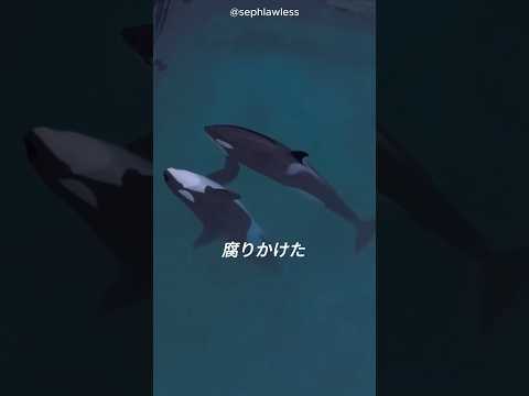 捨てられた水族館の、母と子のシャチ