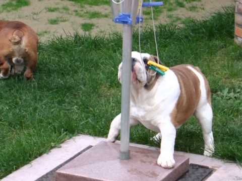 British Gladiator Giorgio At Sanluisbulls & British Gladiator Power