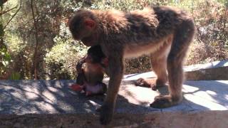 Viaje a Gibraltar by jomacara