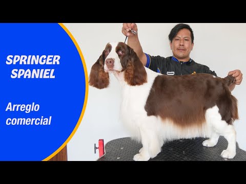 Corte de peluquería canina comercial, para springer spaniel con XAVI JUSTO