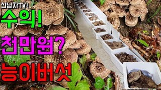 30일 수익 천만 원 ? 가능 할까? 능이 버섯 수익 이야기 ~ 산남자 자연 건강 항암 능이 송이 약초 mu…