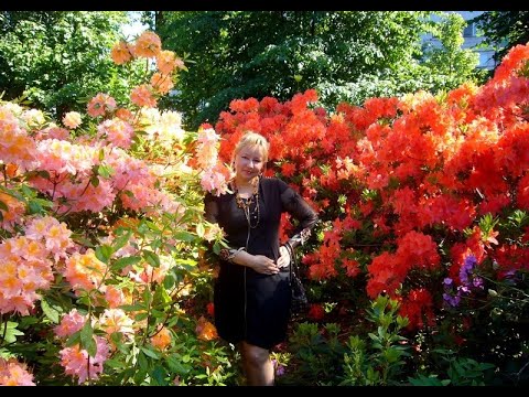 Рига - открыт сезон цветения рододендронов