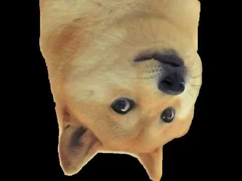 Flappy 2048 Cookie Doge Sim video thumbnail