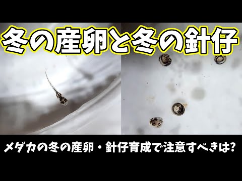 冬に針を失う針葉樹はどれですか? トピックス
