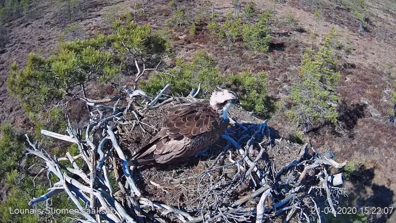 Live webcam view of Osprey Nest Live Cam