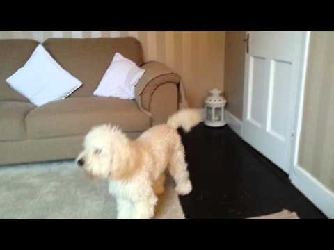 Dog hamlet singing pie jesu